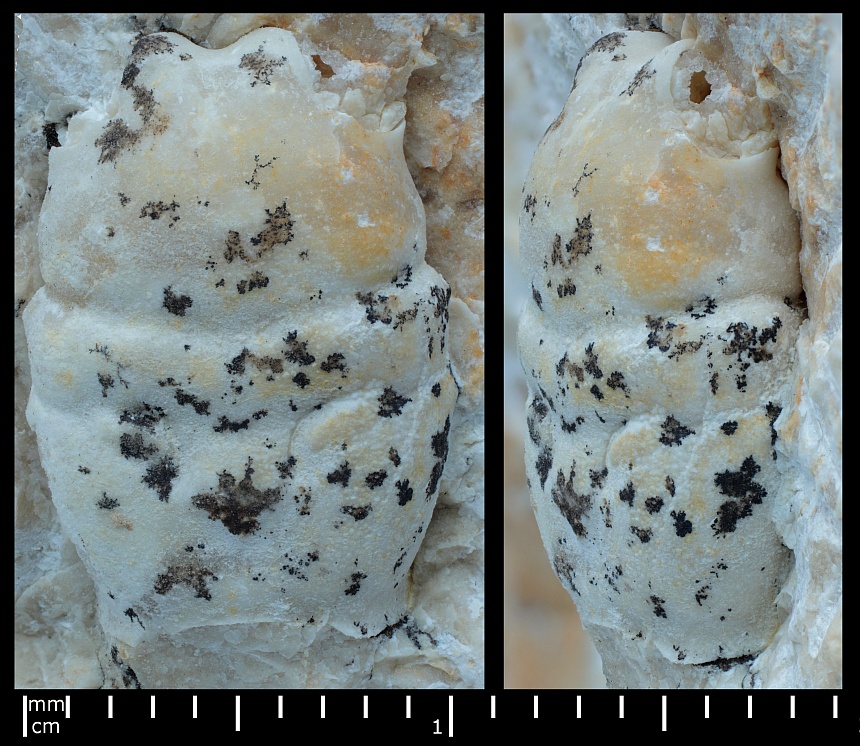 Longodromites cf. excisus oder cf. angustus