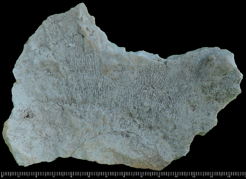 Craterastraea (Beauvais,1978) sp.