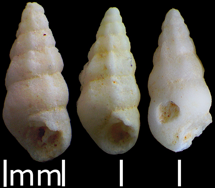 Boreomica costaspiralis (Gründel, Keupp & Lang,2019)