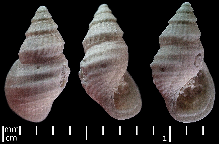 Buvignieria (Cossmann,1921) sp.