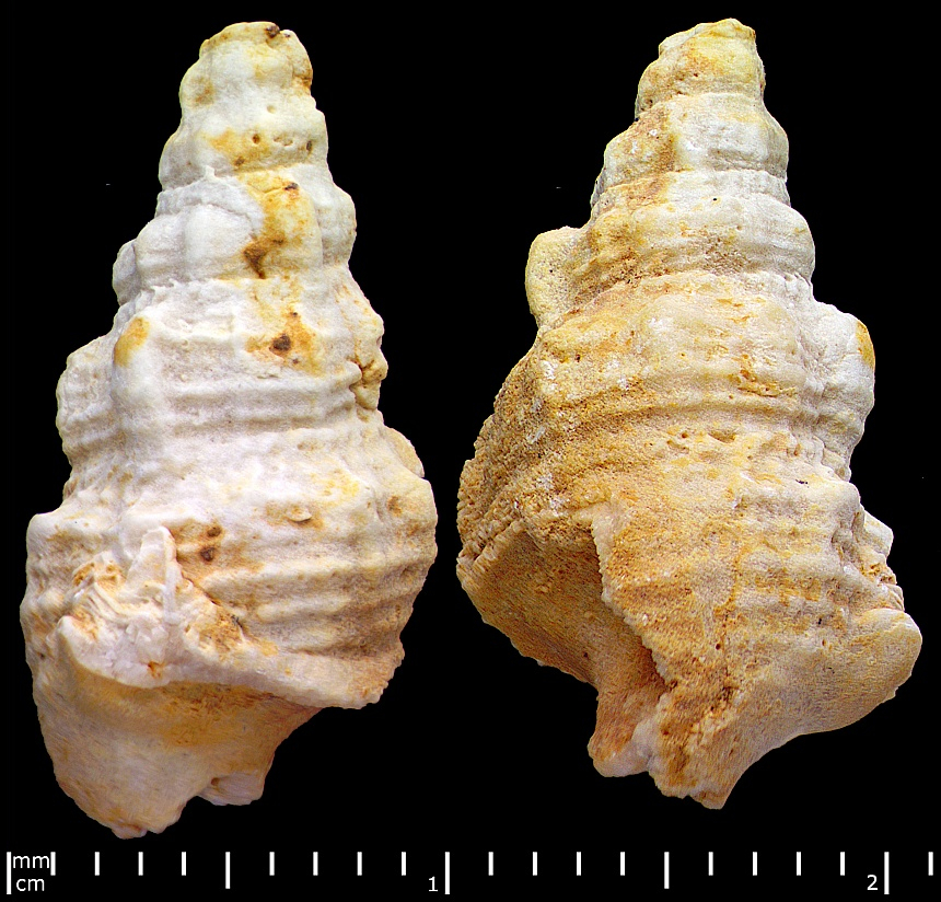 ??Diempterus fusiformis (Münster in Goldfuss, 1844)