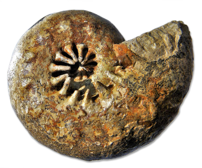 Aspidoceras binodum