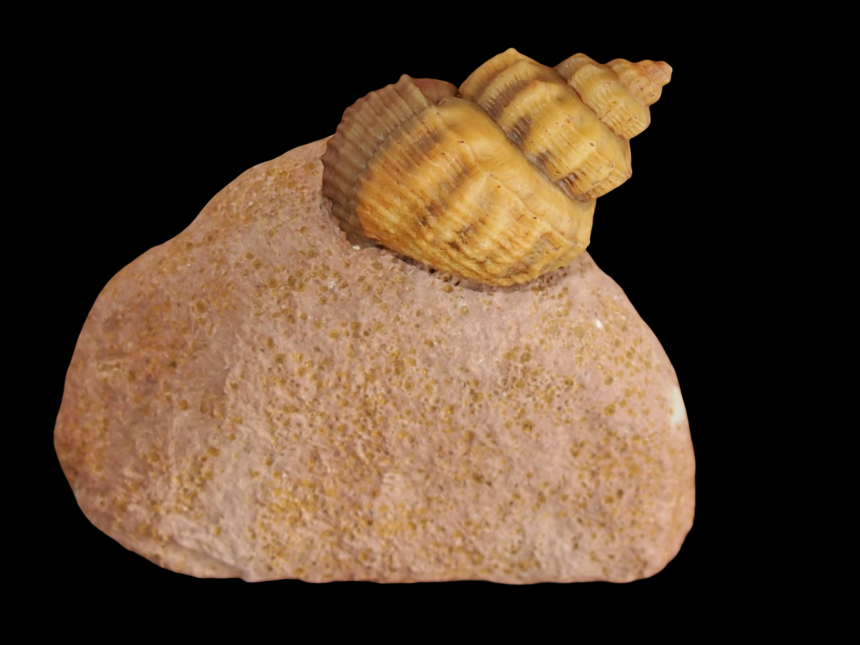 Purpurina pagoda 