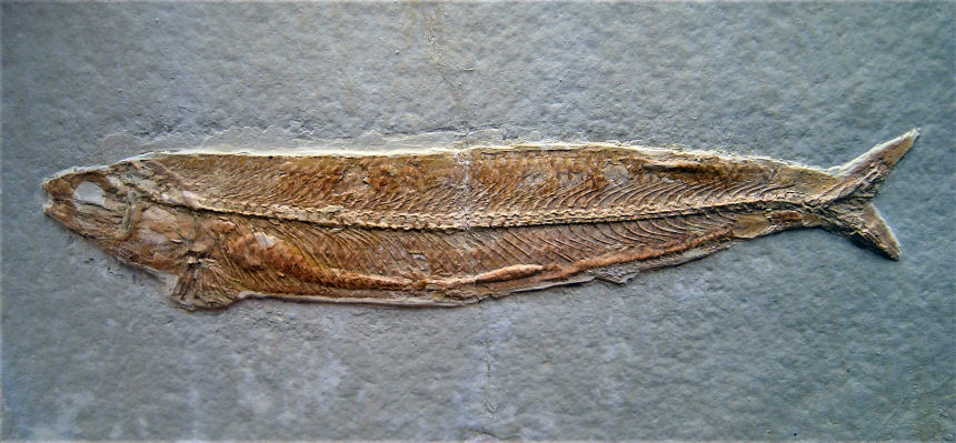 Allothrissops salmoneus BLAINVILLE, 1815
