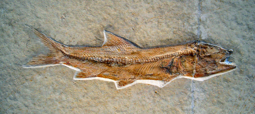 Eichstaettia sp.