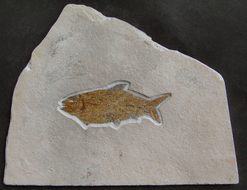 Ionoscopus sp.