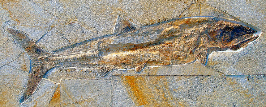Knochenfisch Gen. et sp. indet
