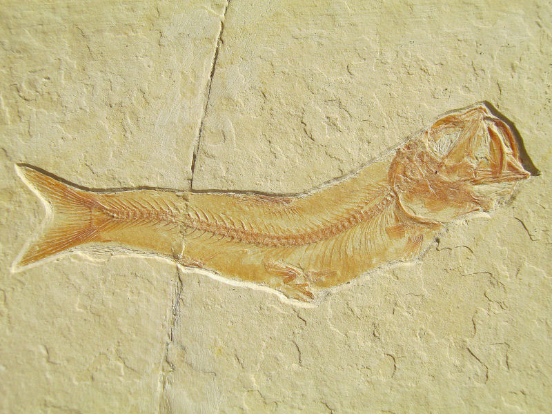 Leptolepides harteisi ARRATIA, 1997