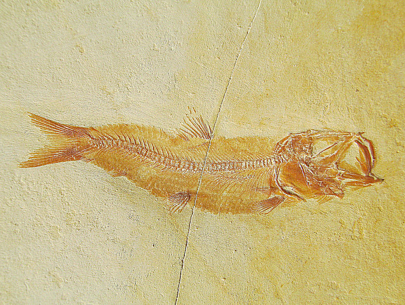 Leptolepides harteisi ARRATIA, 1997