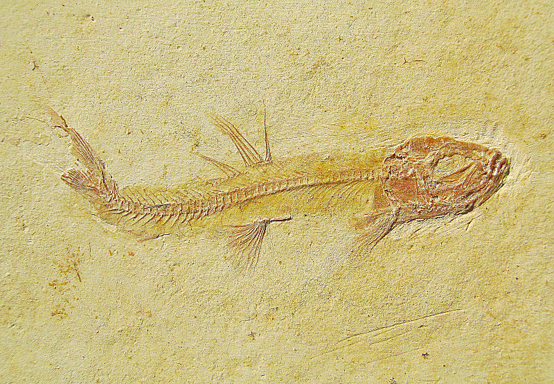 Leptolepides harteisi ARRATIA, 1997