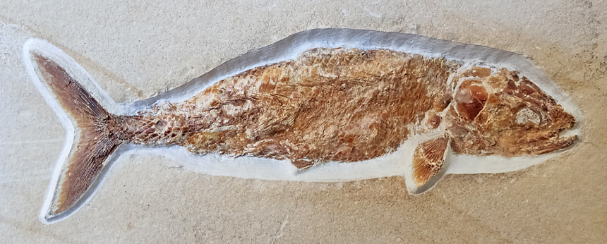 Pholidophorus macrocephalus AGASSIZ, 1843