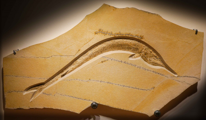 Aspidorhynchus acutirostris