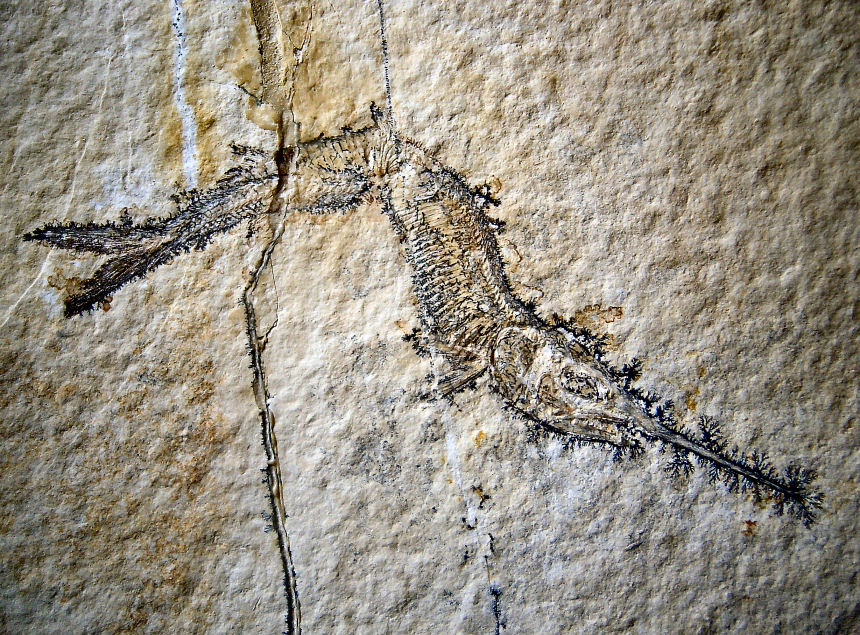 Aspidorhynchus acutirostris BLAINVILLE, 1818