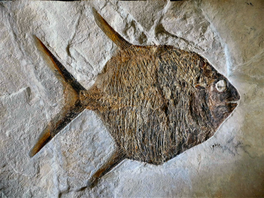 Gyrodus circularius