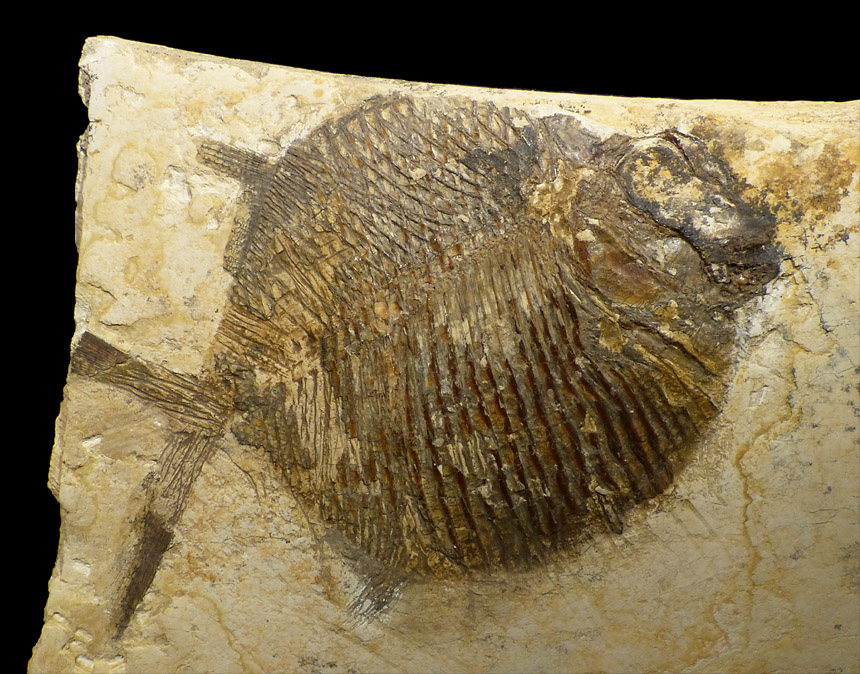 Gyrodus sp.