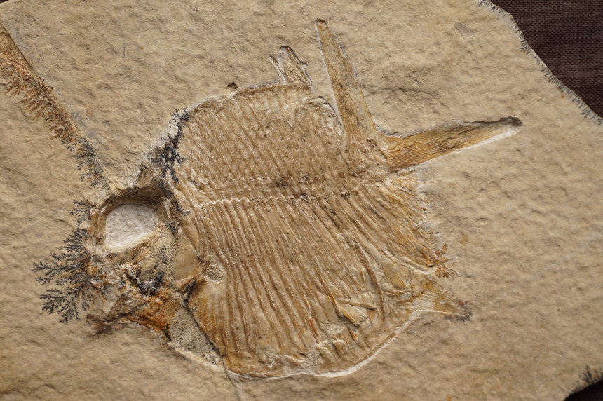 Gyrodus sp.