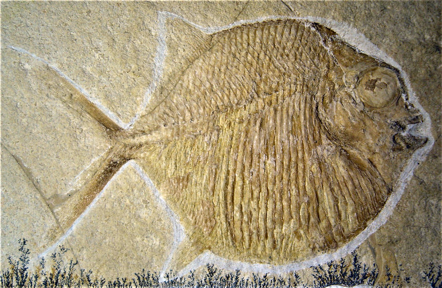 Gyrodus sp.