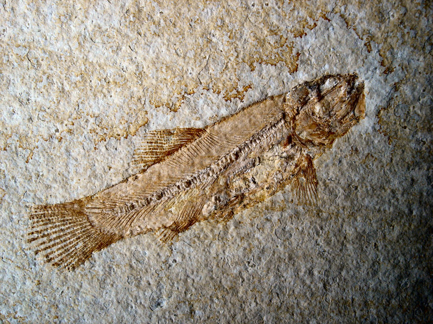 Solnhofenamia elongata GRANDE & BEMIS, 1998