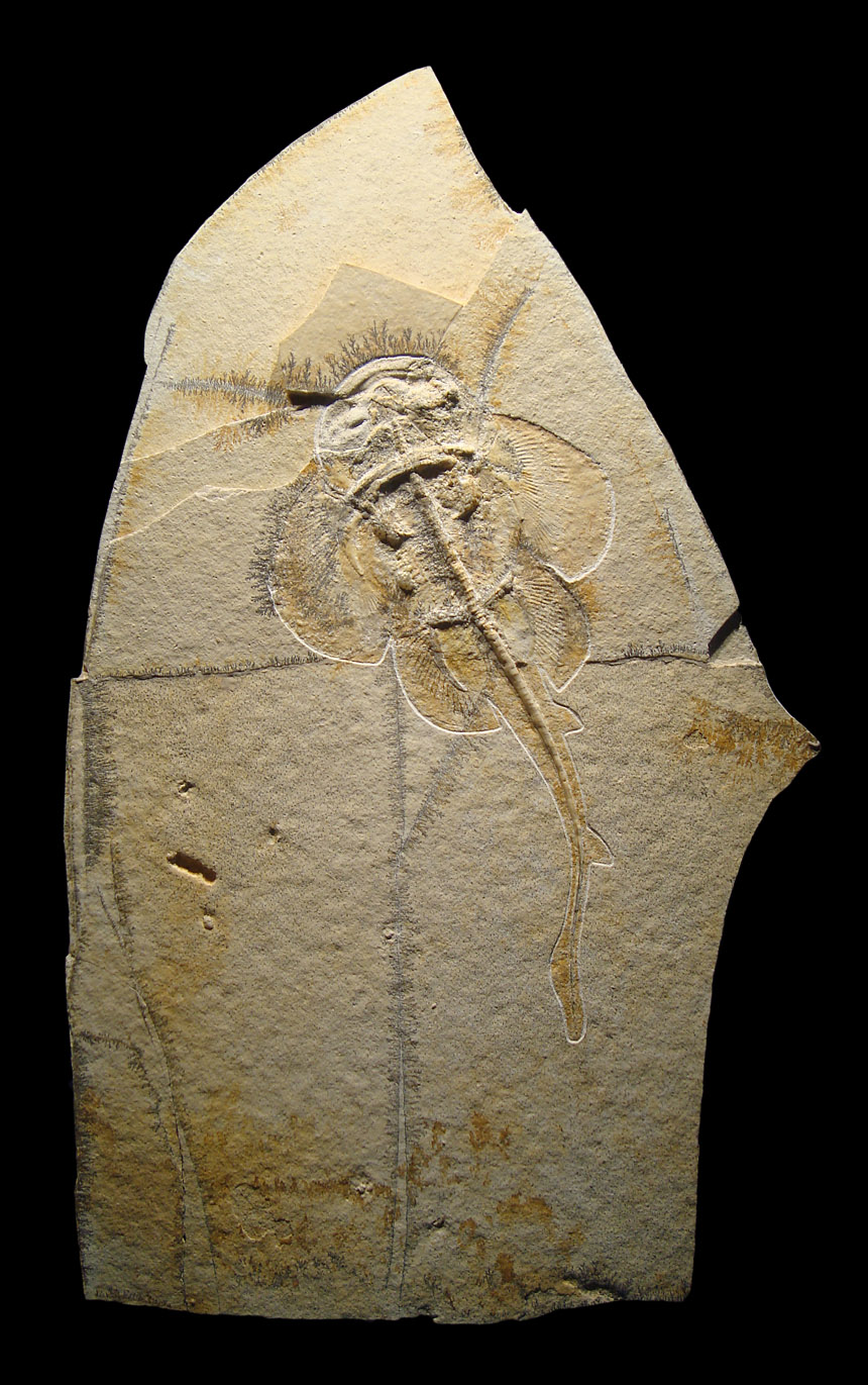 Squatina alifera (MUENSTER, 1842)