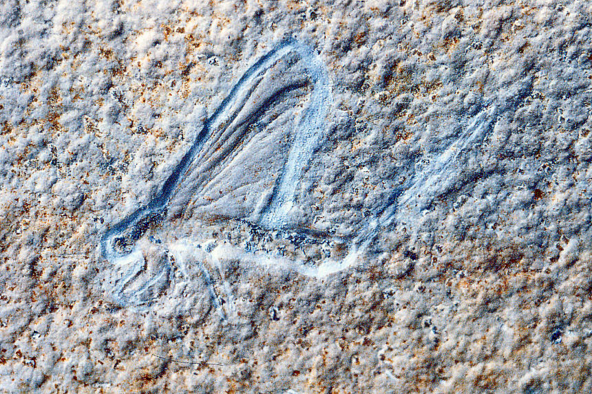 Hexagenites cellulosus HAGEN