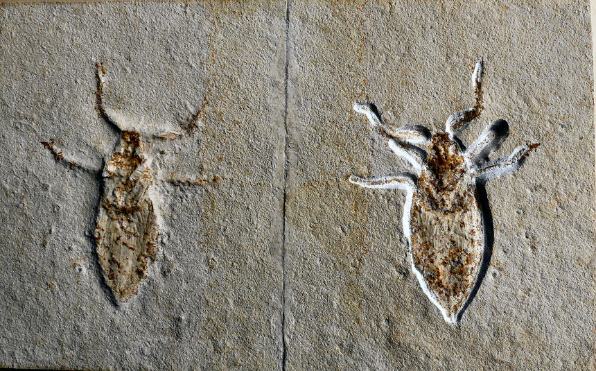 Mesobelostomum depertitium GERMAR, 1839