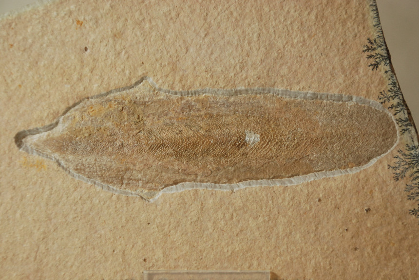 Trachyteuthis hastiformis