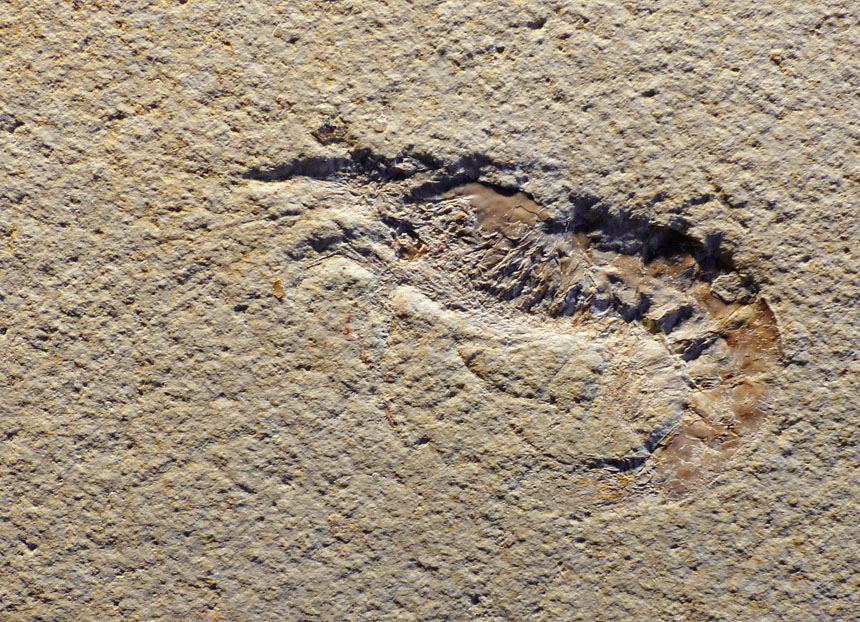 Acantochirana chordata
