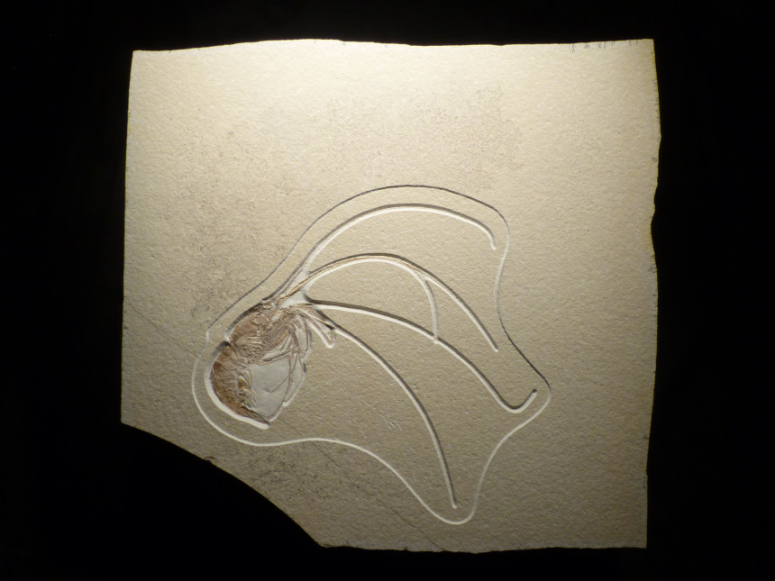 Aeger spinipes