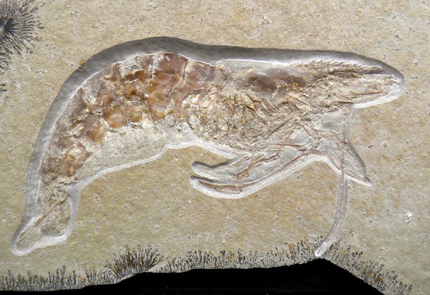 Antrimpos nonodon OPPEL, 1862