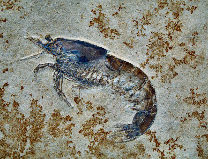 Franconipenaeus sp.