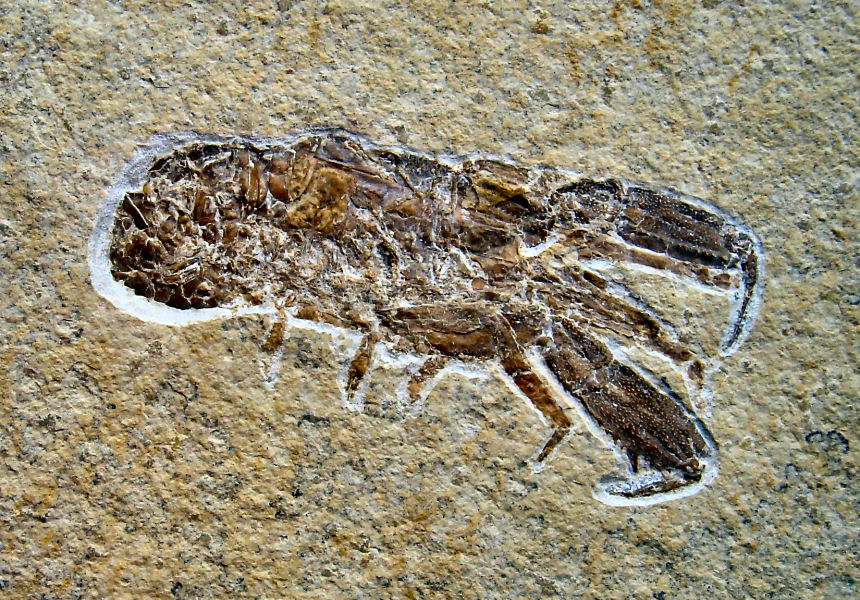 Glyphea pseudocyllaris SCHLOTHEIM, 1812