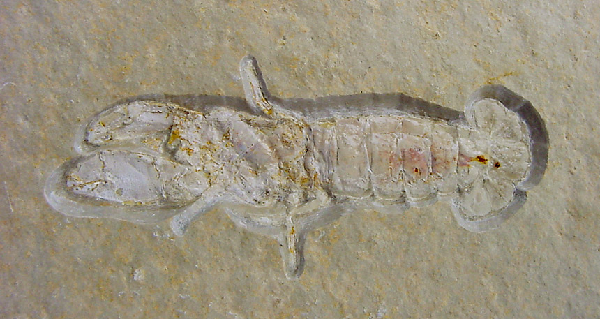 Magila latimana MUENSTER, 1839