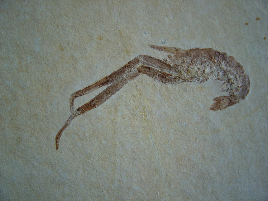 Mecochirus longimanatus MUENSTER 1839