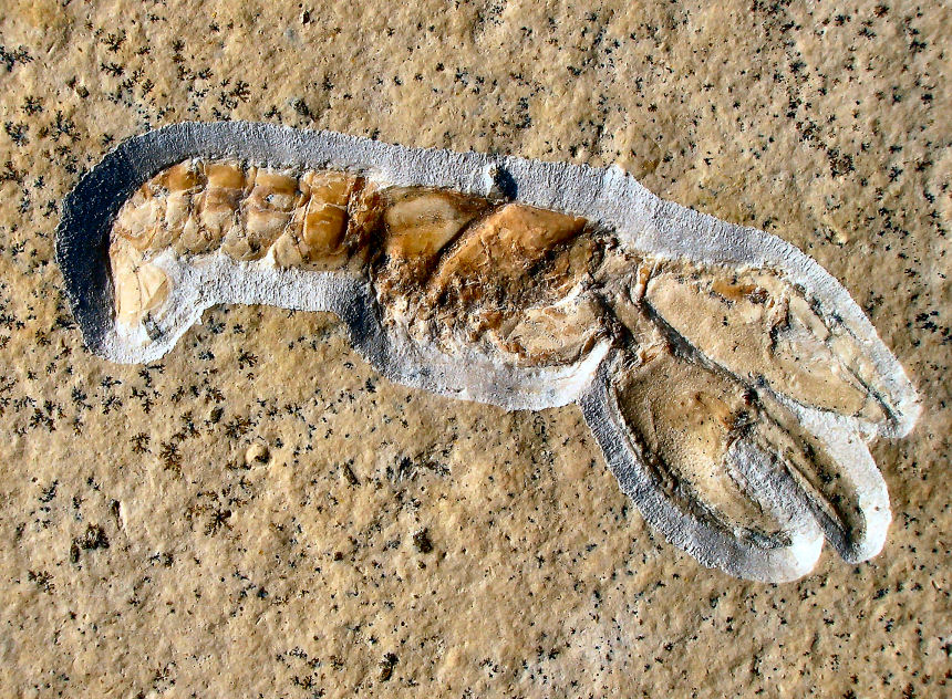 Megachela frickhingeri SCHWEIGERT, 2003