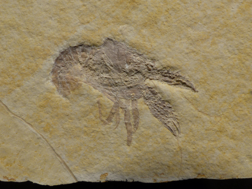 Palaeastacus sp.
