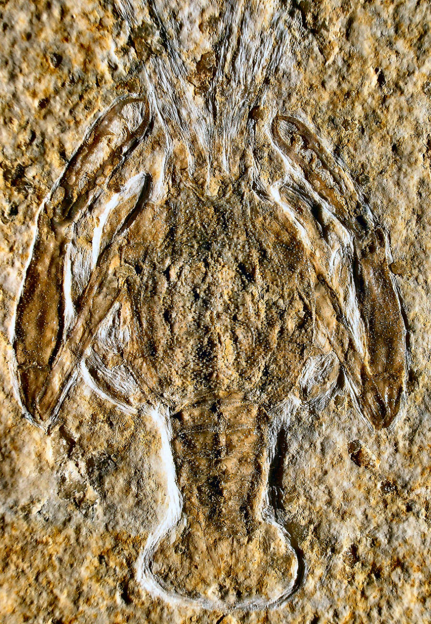 Palaeopentacheles roettenbacheri MUENSTER , 1839