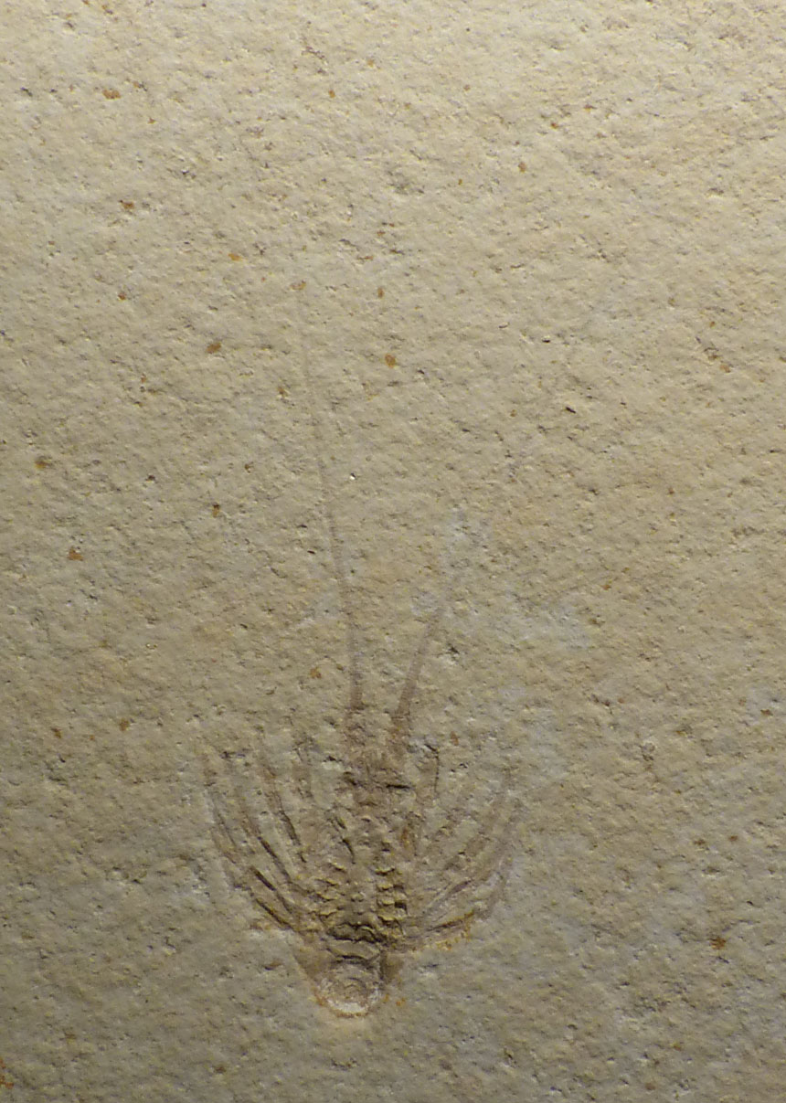 Palinurina sp.