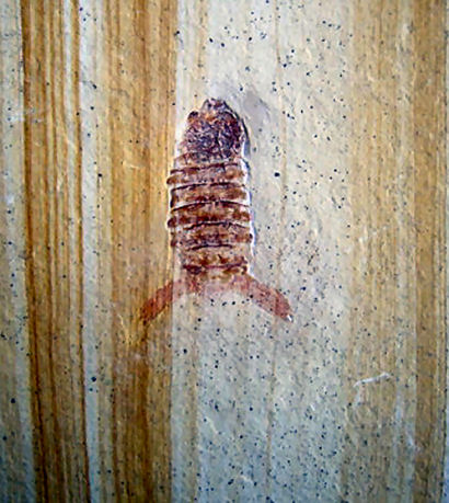 Sculda pennata MUENSTER, 1839