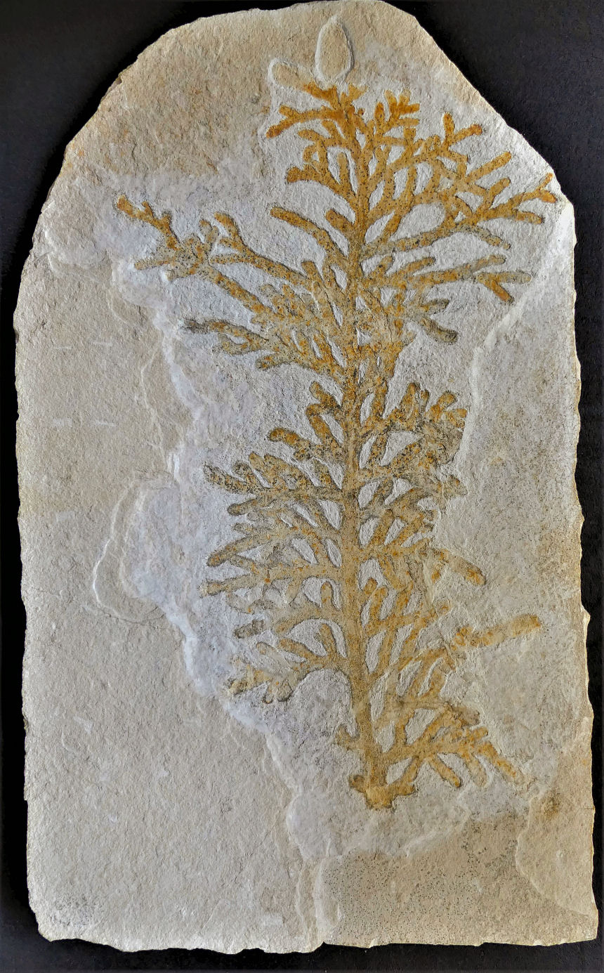 Palaeocyparis princeps SAPORTA