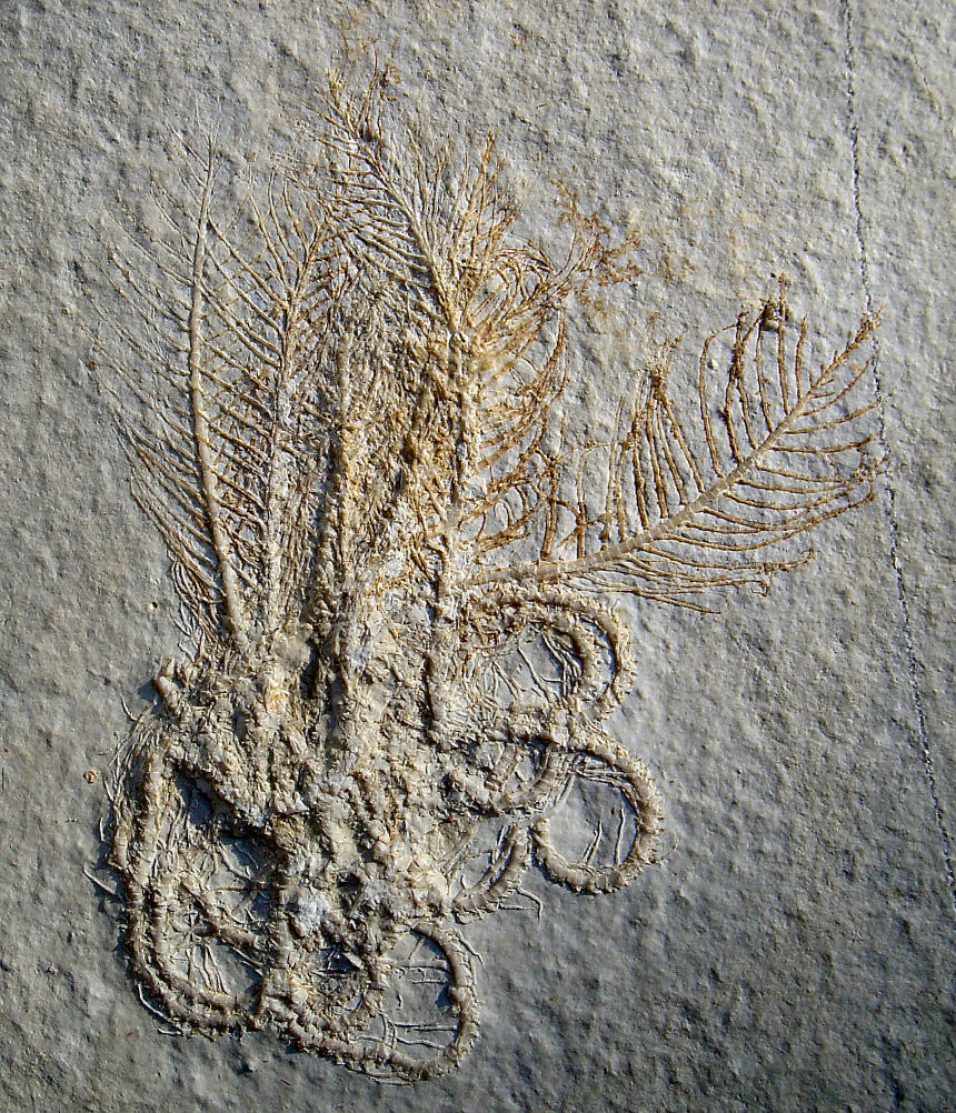 Comaturella pinnata GOLDFUSS 1886