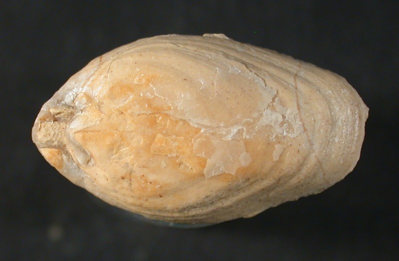 Unbekannter Brachiopode