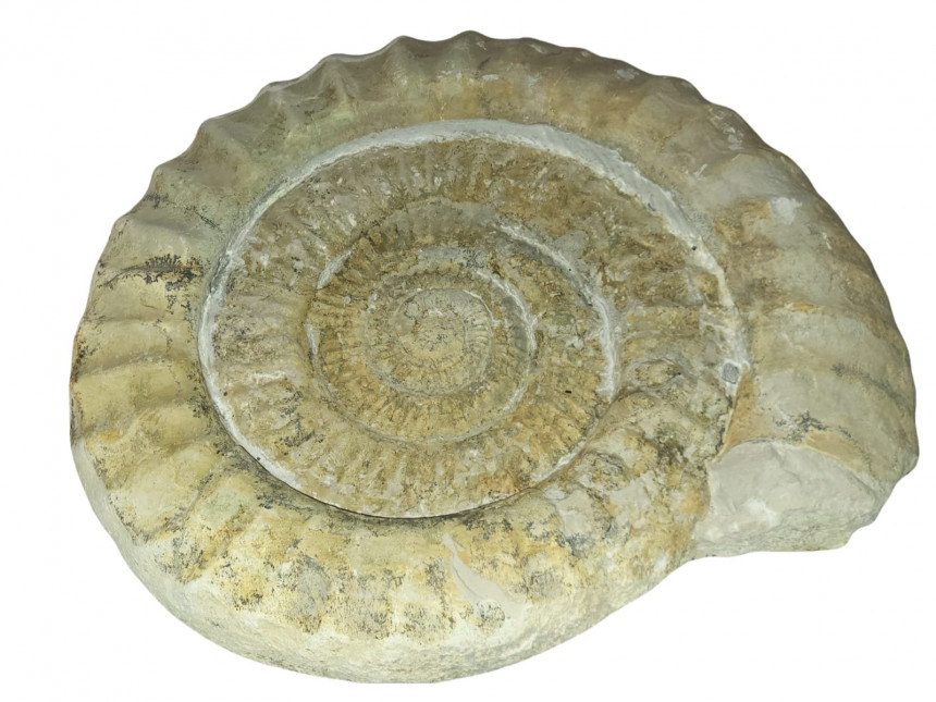 Pseudorthosphinctes sp.