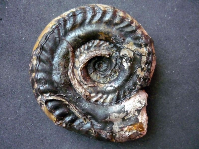Hildoceras (Hildoceras) bifrons (Brugière 1789)