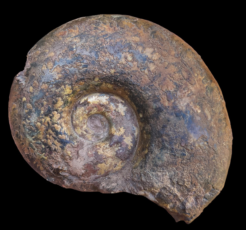 Lytoceras jurense