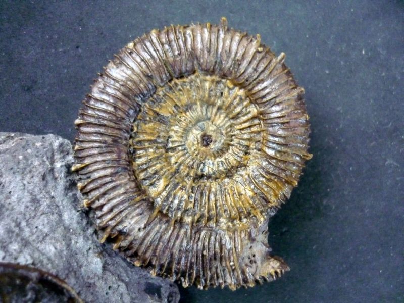 Porpoceras verticosum (Buckman 1914)