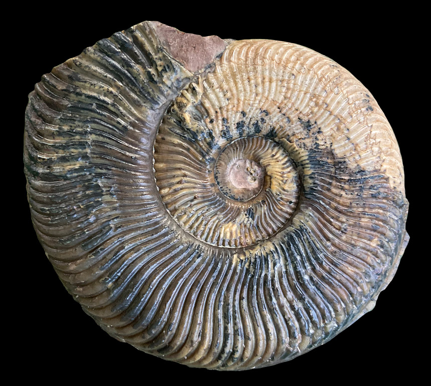Pseudogrammoceras fallaciosum