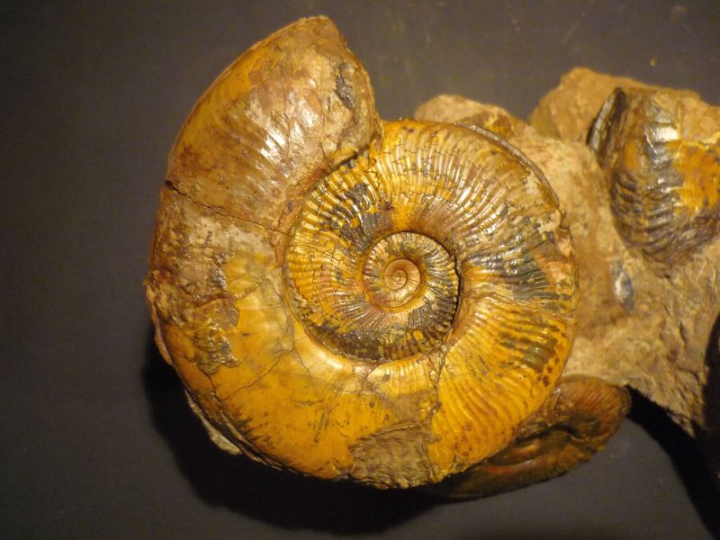 Pseudogrammoceras fallaciosum (Bayle 1878)