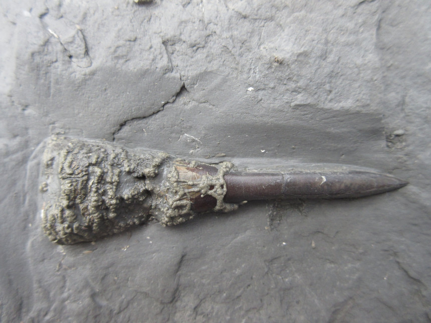 Belemnit mit Pyrit-Phragmokon