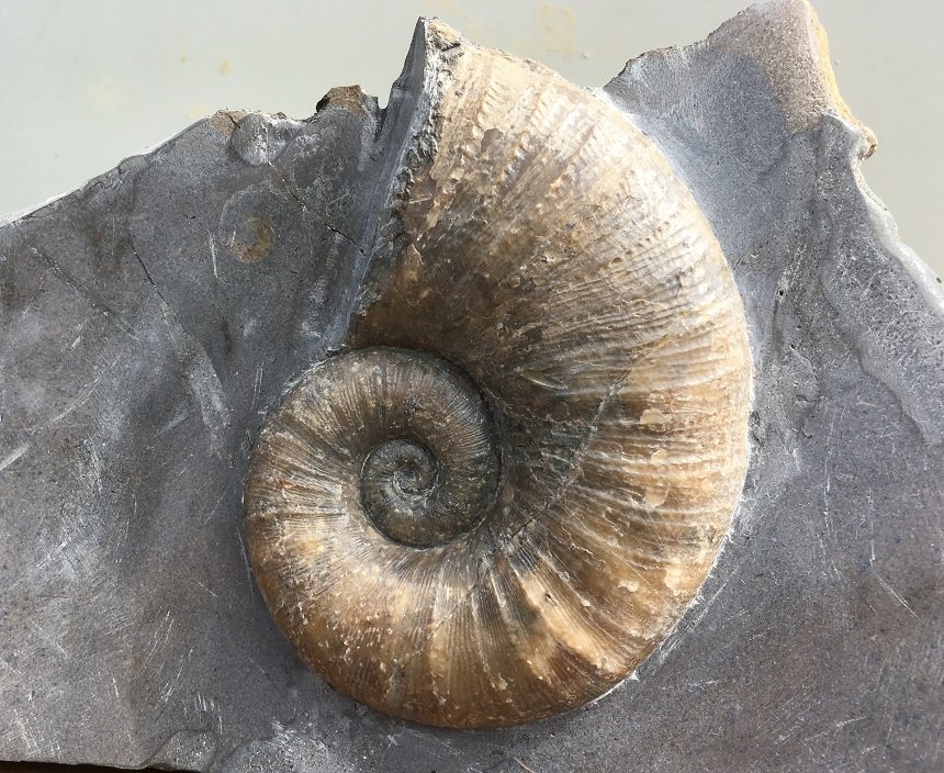 Lytoceras ceratophagum