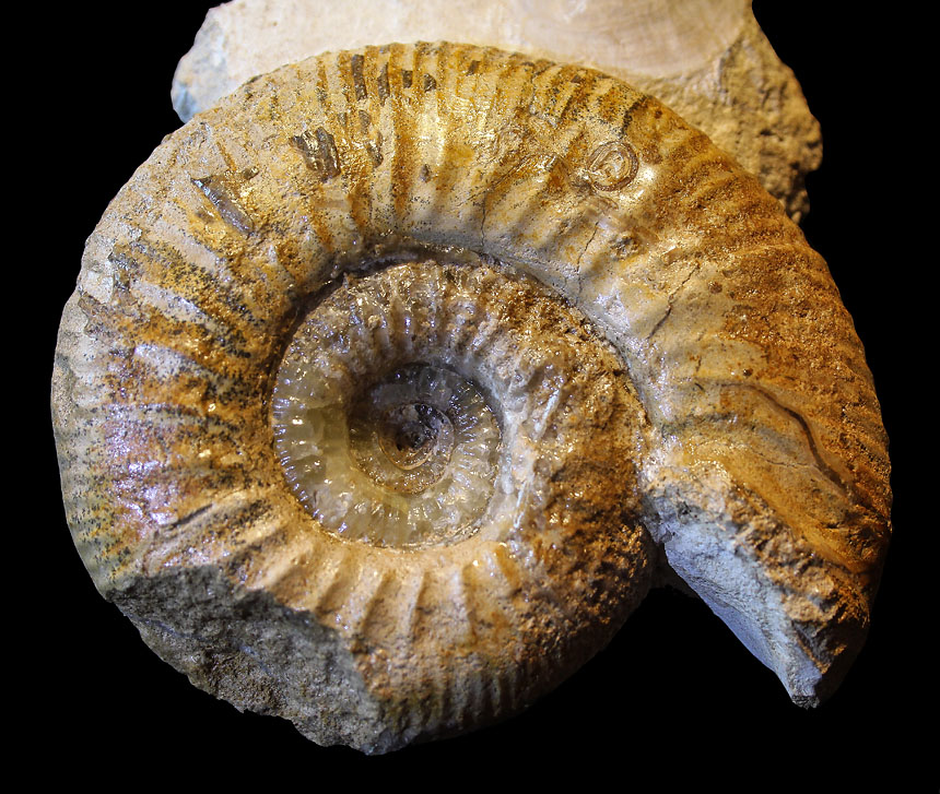 Erycites sp.